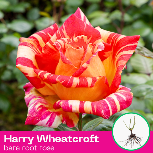 Harry Wheatcroft rose plant - hybrid tea - bare root