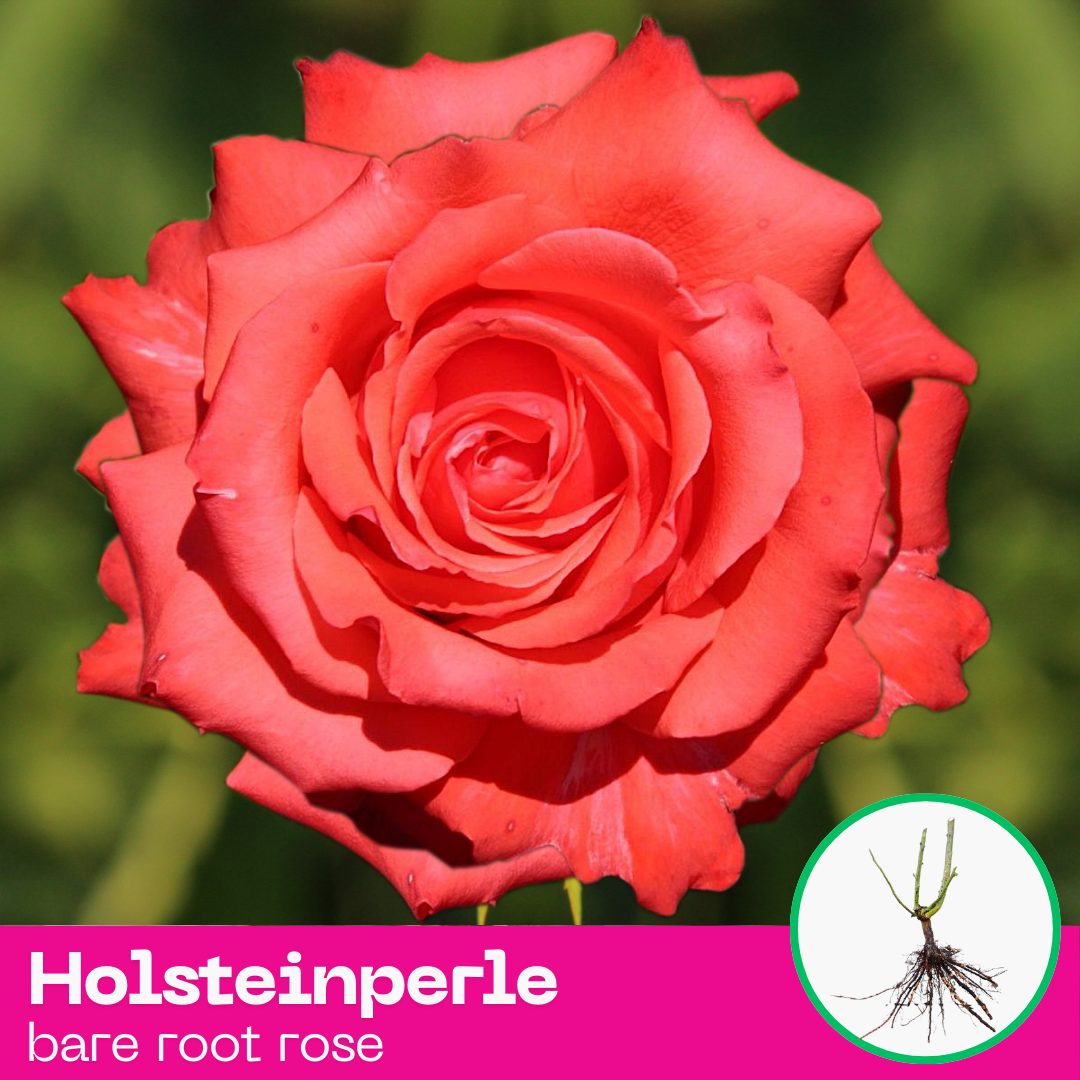 Holsteinperle rose plant - hybrid tea - bare root