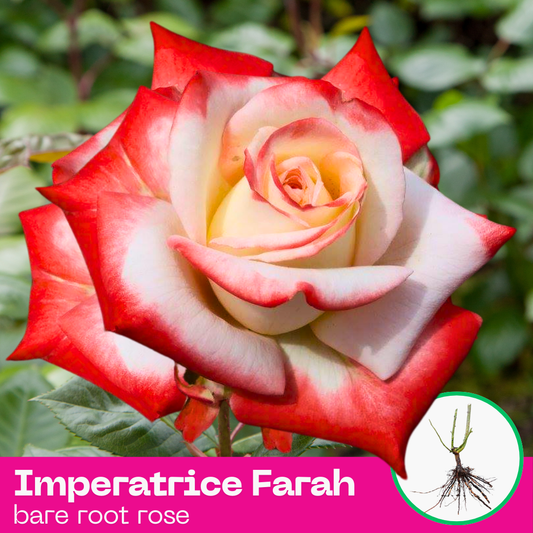 Imperatrice Farah rose plant - hybrid tea - bare root