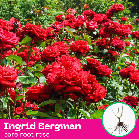 Ingrid Bergman rose plant - hybrid tea - bare root