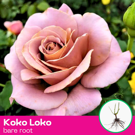 Rose Koko Loko