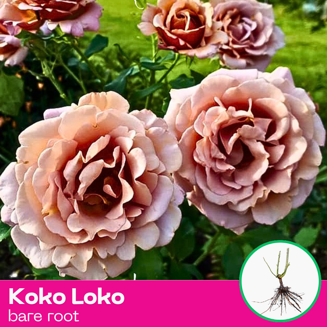 Rose Koko Loko