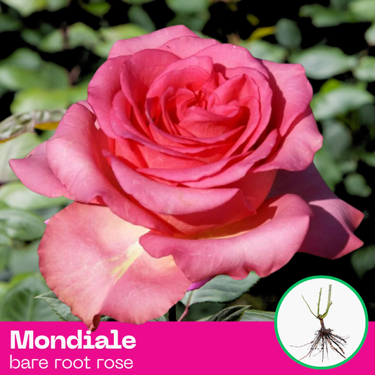 Mondiale rose plant - hybrid tea - bare root