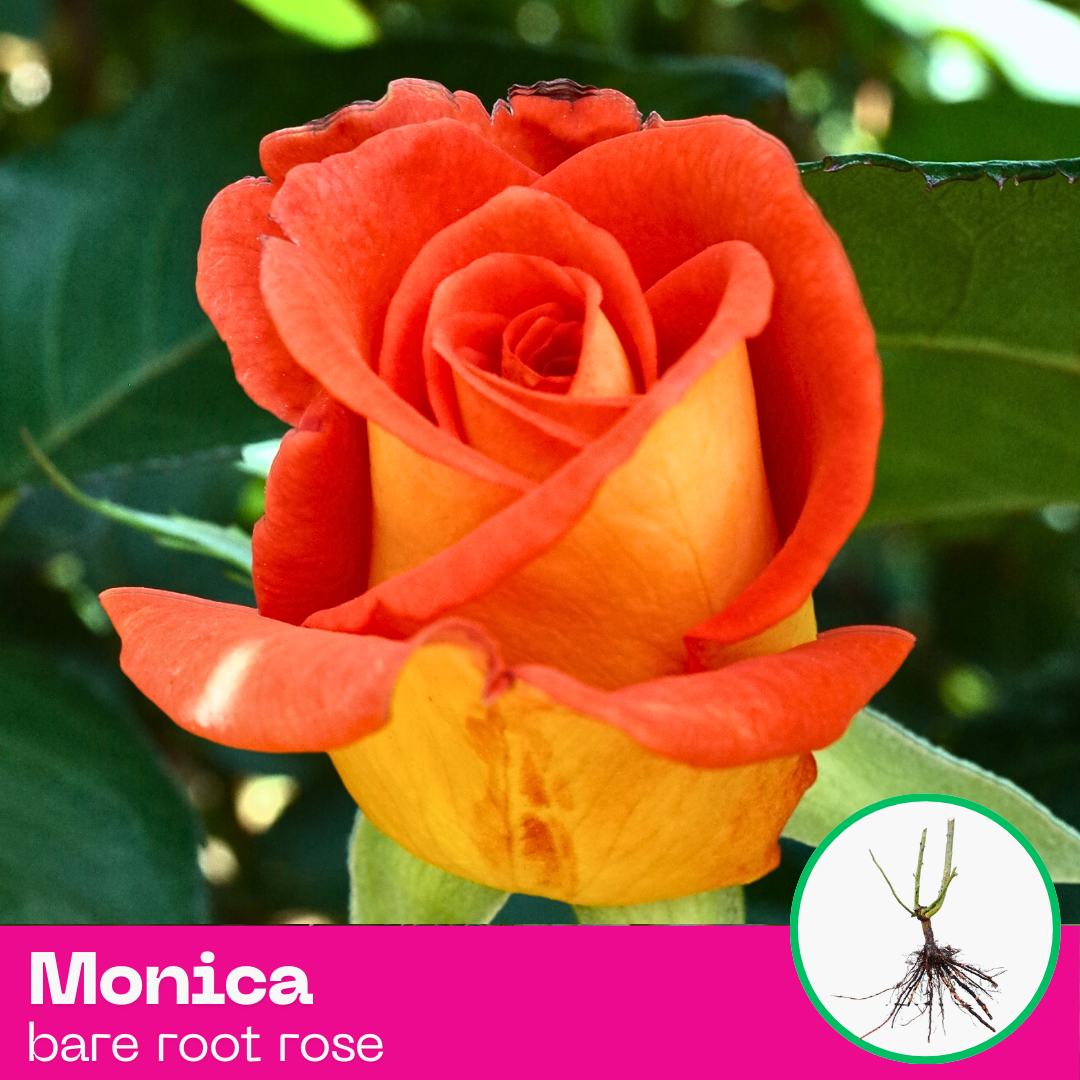 Monica rose plant - hybrid tea - bare root