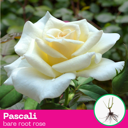 Pascali rose plant - hybrid tea - bare root