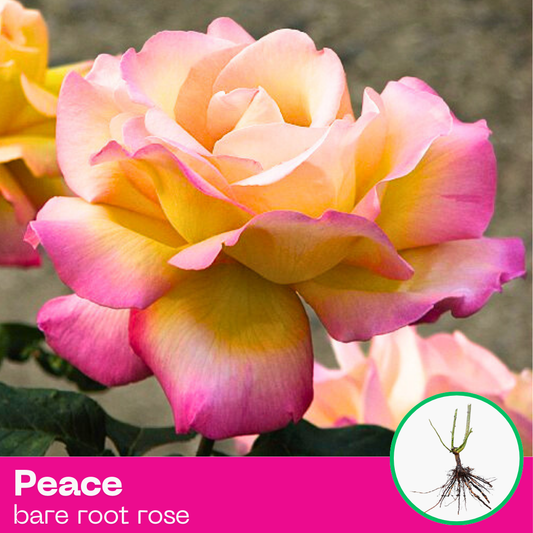 Peace rose plant - hybrid tea - bare root