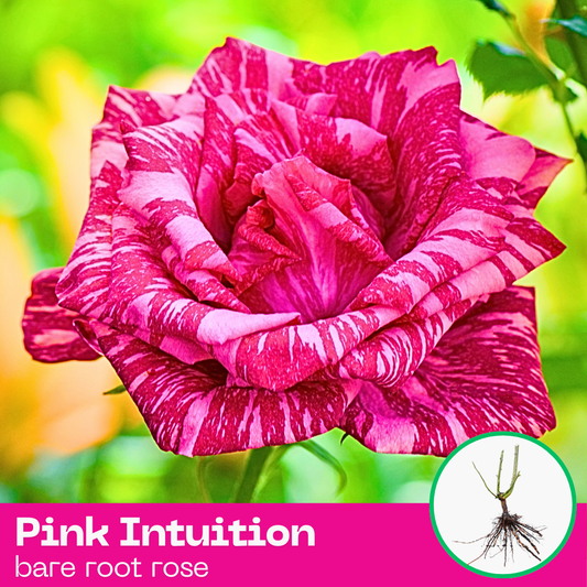 Pink Intuition rose plant - hybrid tea - bare root