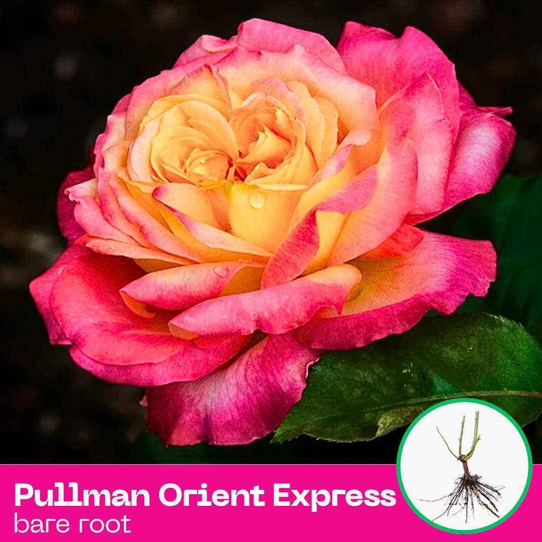 Rose Pullman Orient Express