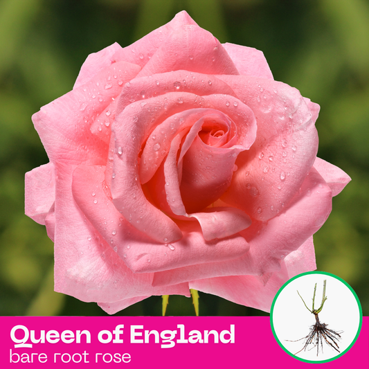 Queen of England rose plant - hybrid tea - bare root