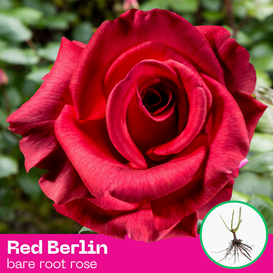 Red Berlin rose plant - hybrid tea - bare root