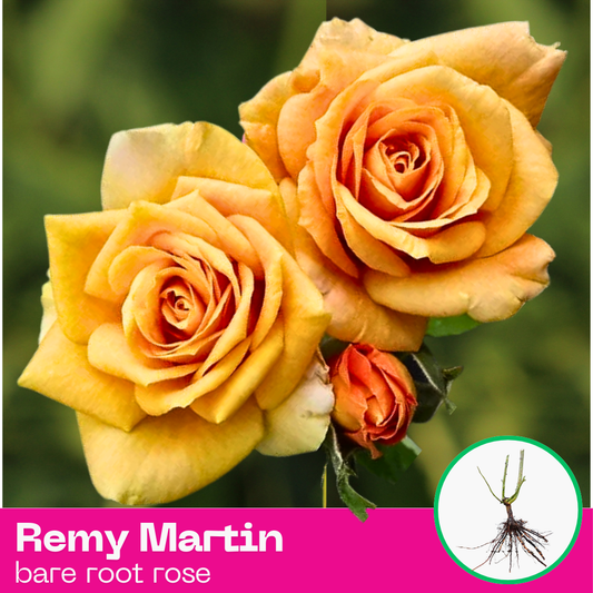 Remy Martin rose plant - hybrid tea - bare root