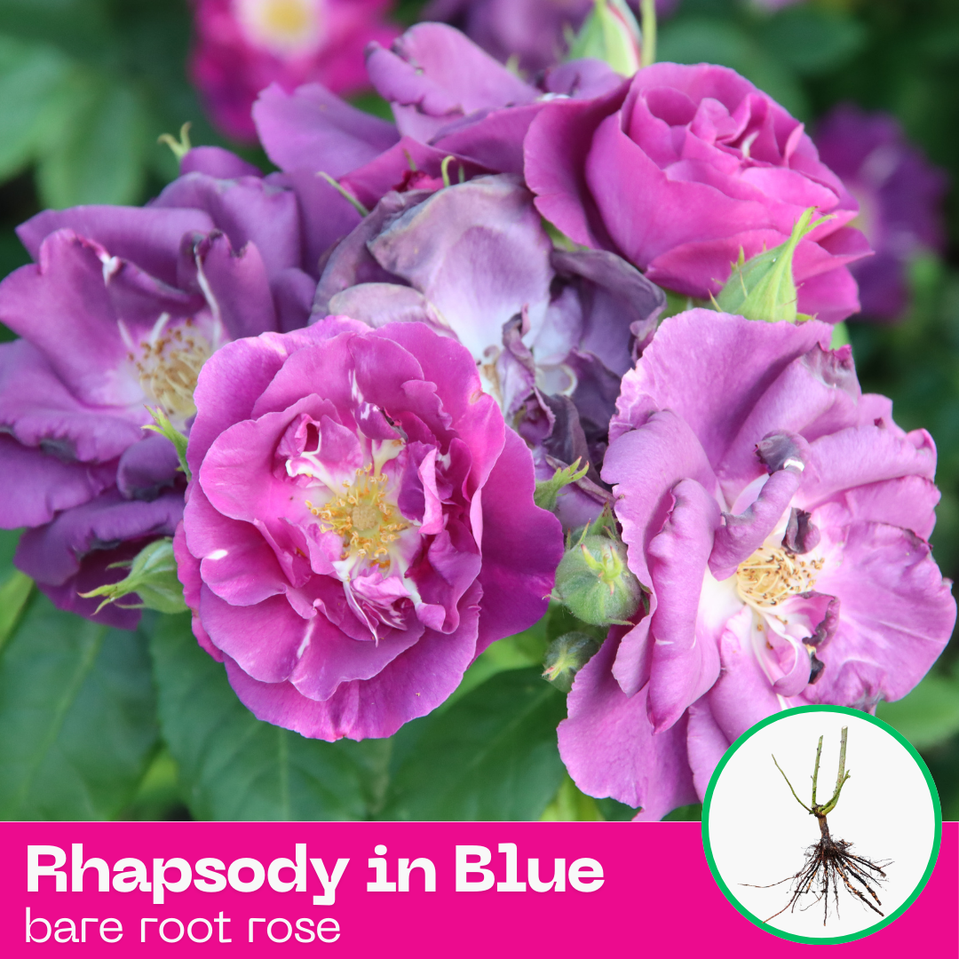 Rhapsody in Blue rose plant - floribunda - bare root