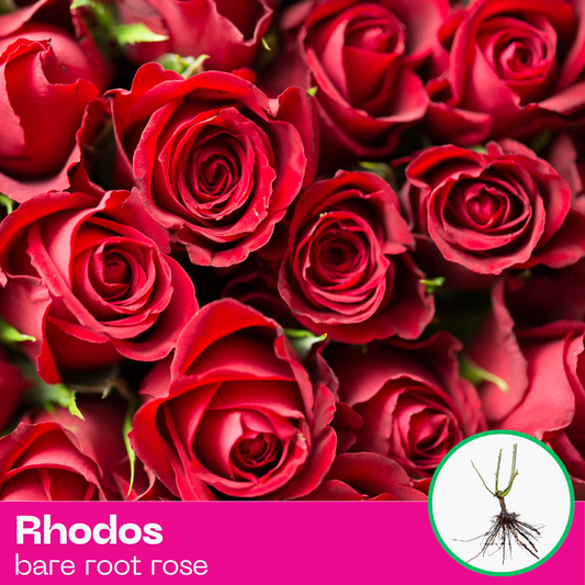 Rhodos rose plant - hybrid tea - bare root