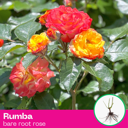 Rumba rose plant - floribunda - bare root