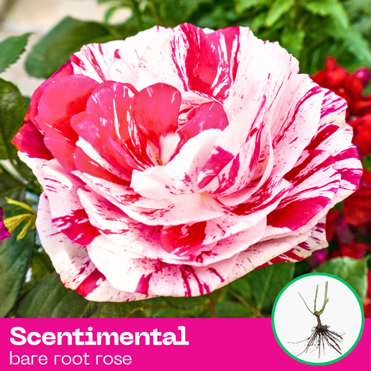 Scentimental rose plant - hybrid tea - bare root