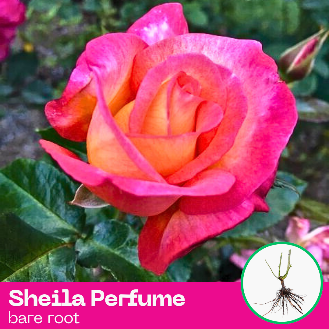 Rose Sheila's Perfume