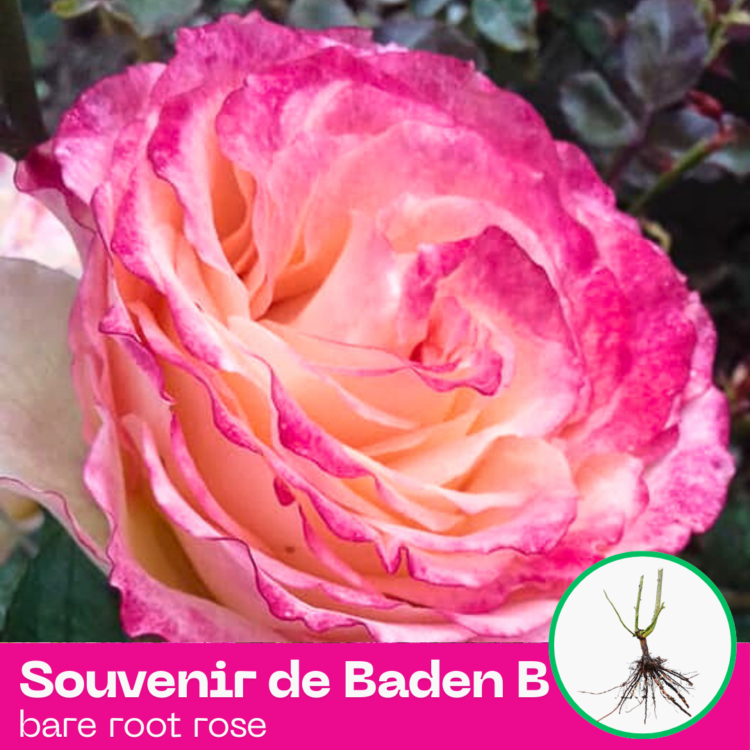 Souvenir de Baden Baden rose plant - hybrid tea - bare root