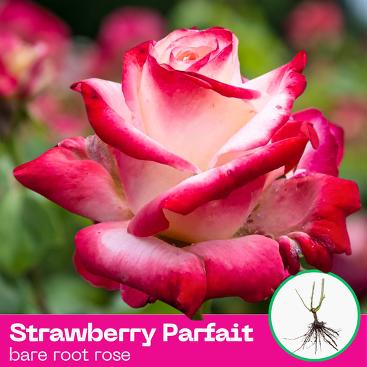 Strawberry Parfait rose plant - hybrid tea - bare root