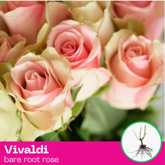 Vivaldi rose plant - hybrid tea - bare root