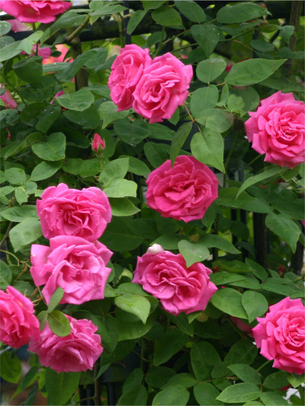 Zephirine Drouhin fragrant climbing rose plant