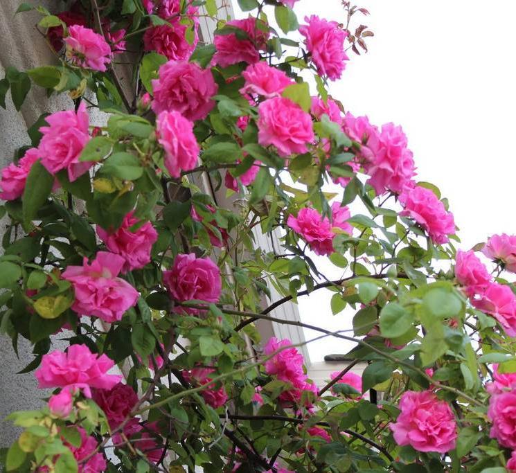 Zephirine Drouhin thornless climbing rose