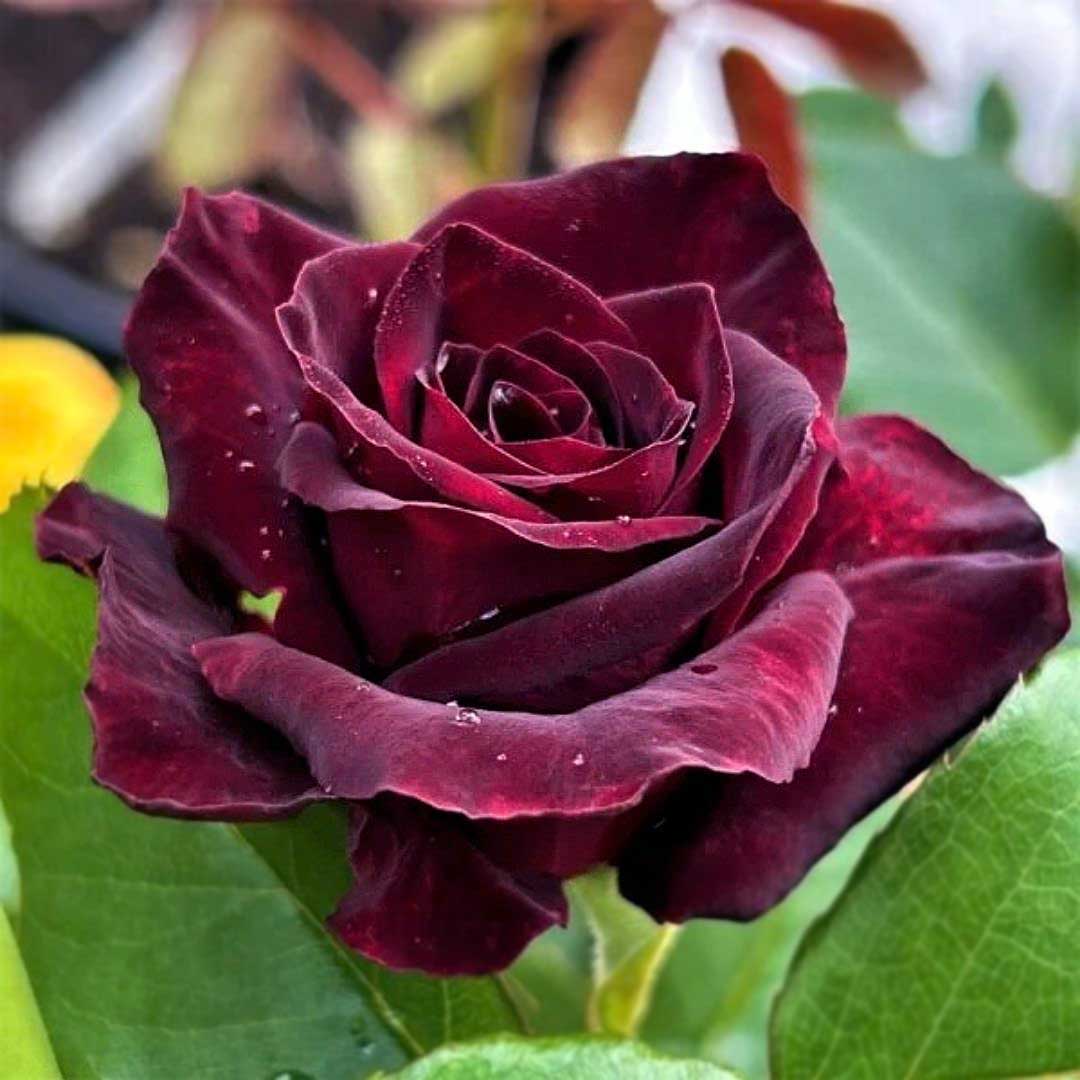 Black Baccara burgundy Hybrid Tea rose flower close-up