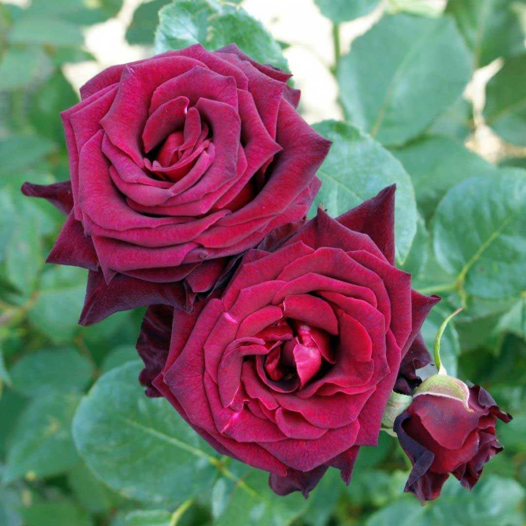 Black Baccara rose with two dark red burgundy blooms