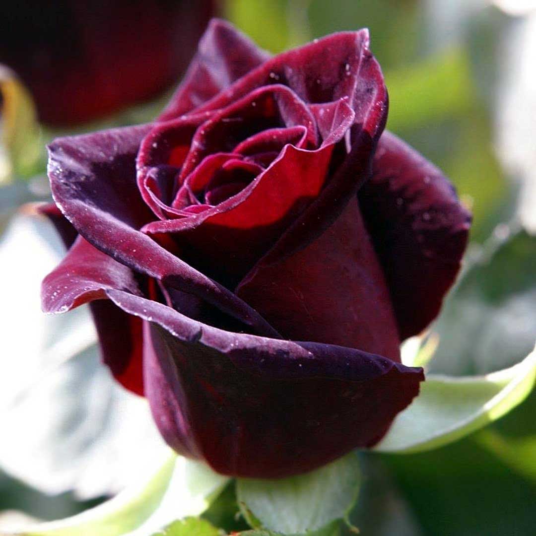 Black Baccara dark red rose bud with velvety petals