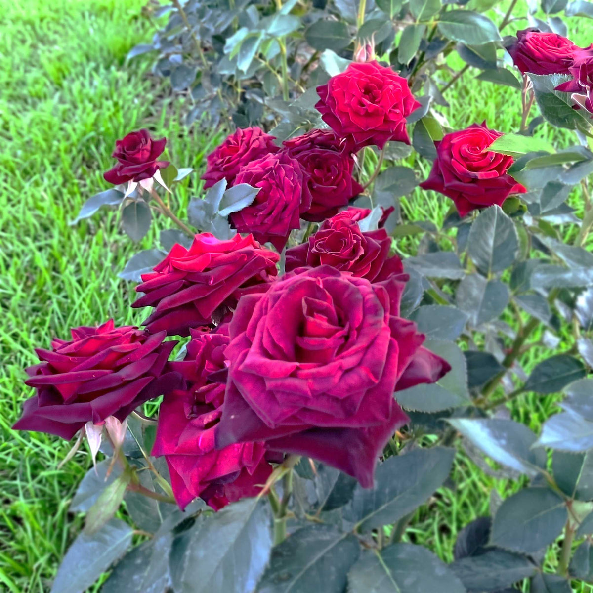 Black Baccara rose bush with deep burgundy flowers