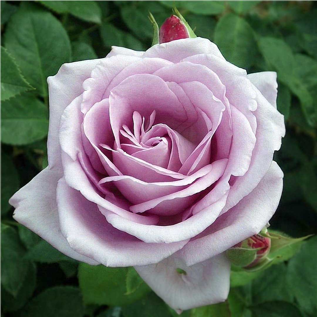 Blue Moon lavender Hybrid Tea rose flower close-up