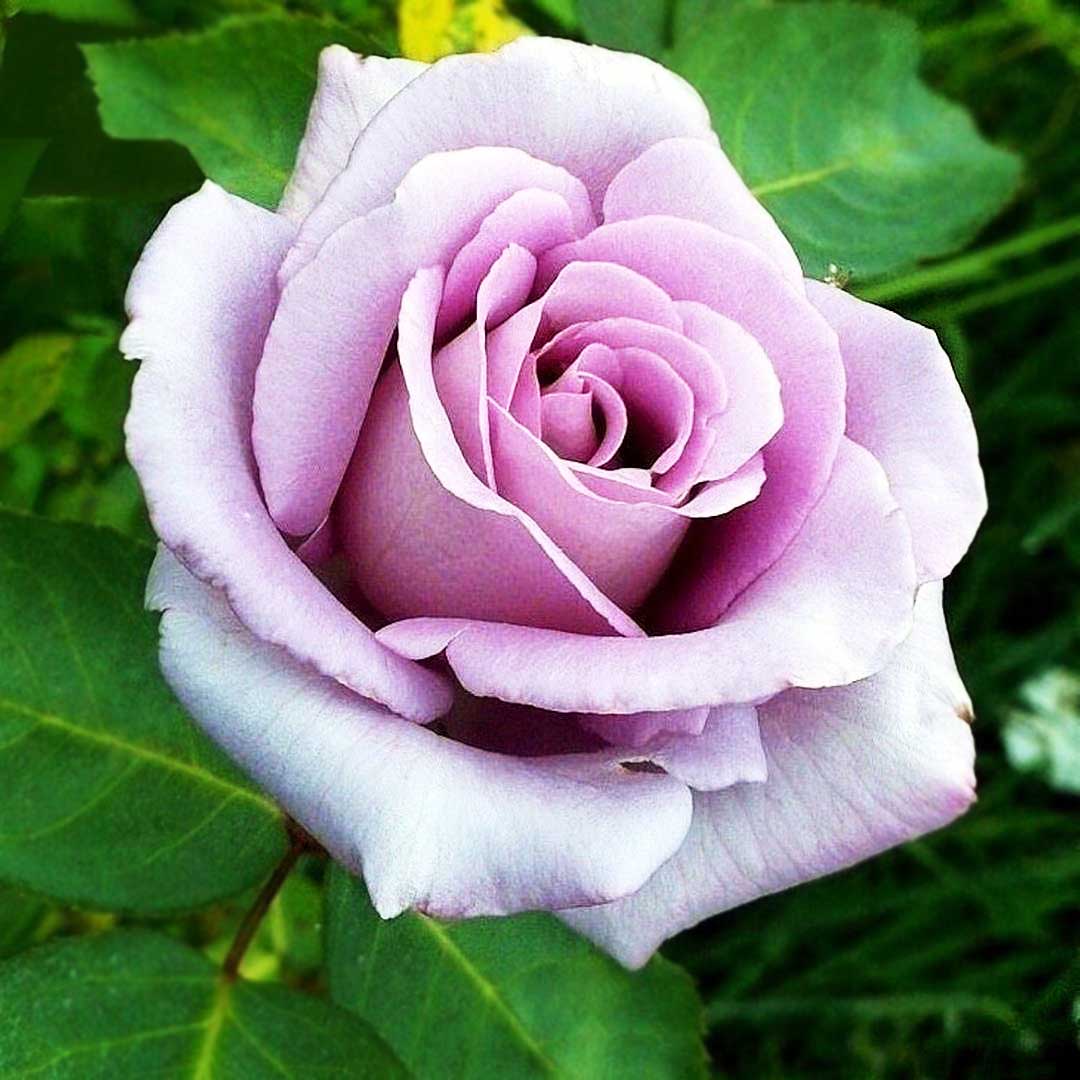 Blue Moon lilac purple Hybrid Tea rose in bloom