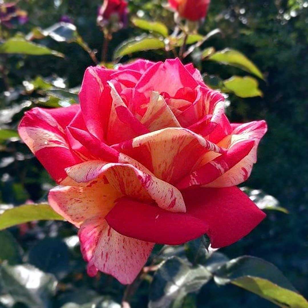 Broceliande bicolour Hybrid Tea rose with red and cream flower