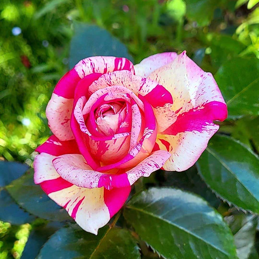 Broceliande rose with pink red and cream striped petals