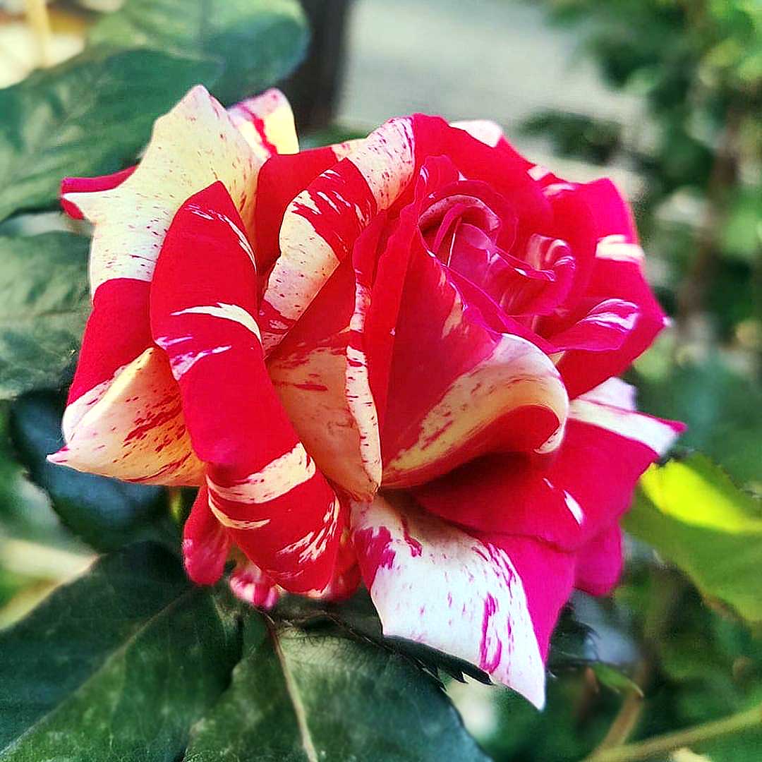 Broceliande rose with red yellow and cream striped bloom