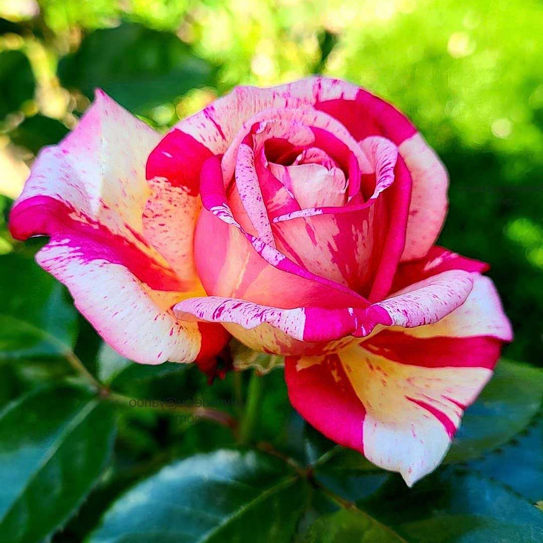 Broceliande striped red and cream Hybrid Tea rose flower