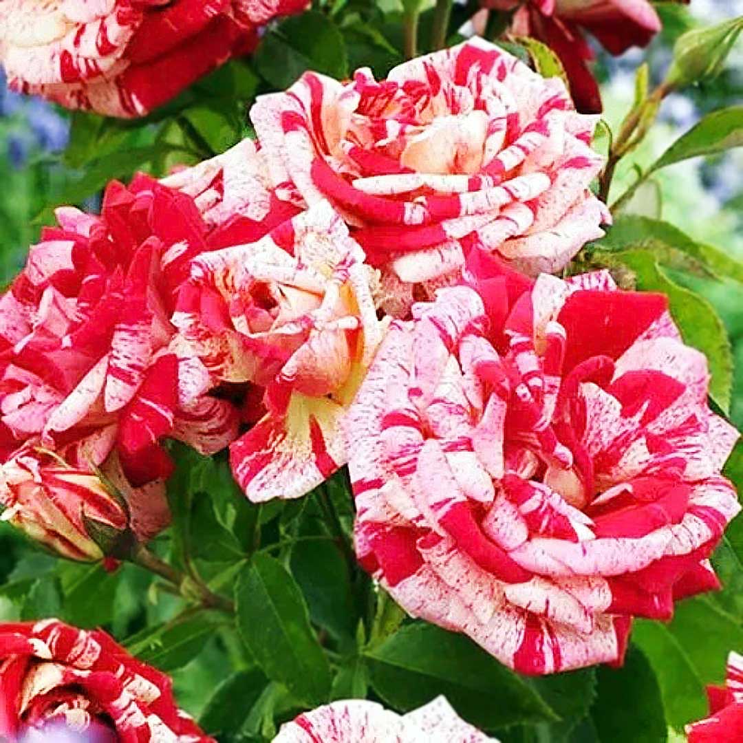 Broceliande rose cluster with striped red cream and pink blooms