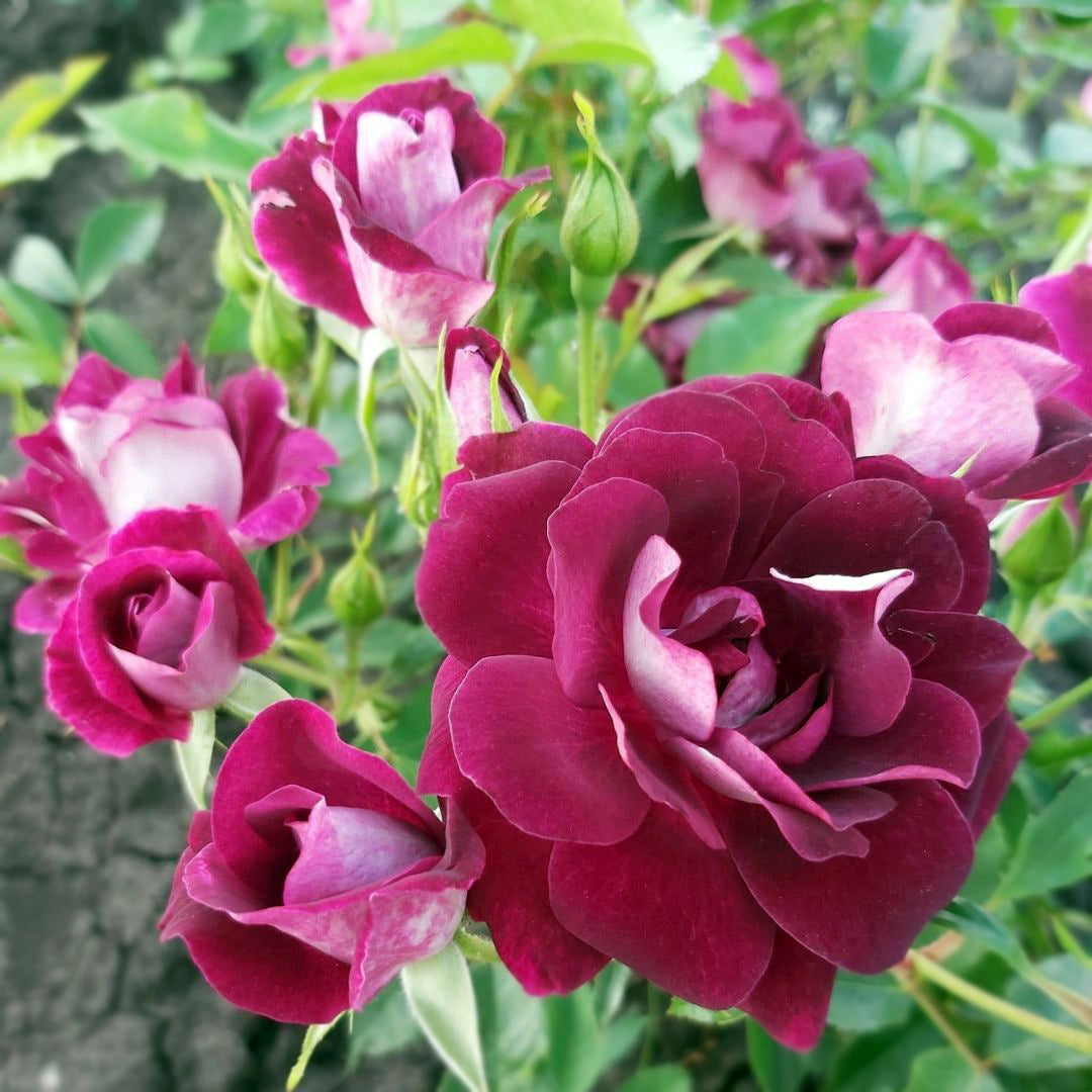 Burgundy Ice rose bush with deep purple burgundy blooms