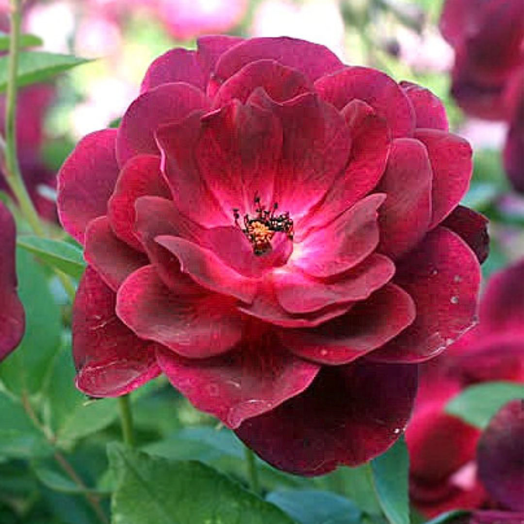 Burgundy Ice rose with dark burgundy purple bloom