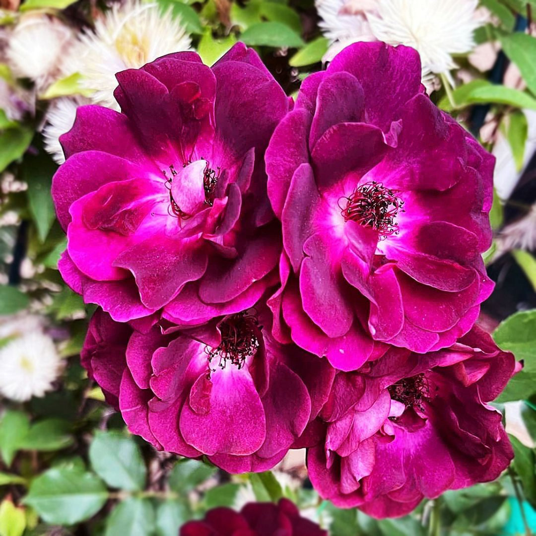 Burgundy Ice Floribunda rose with deep purple flower cluster