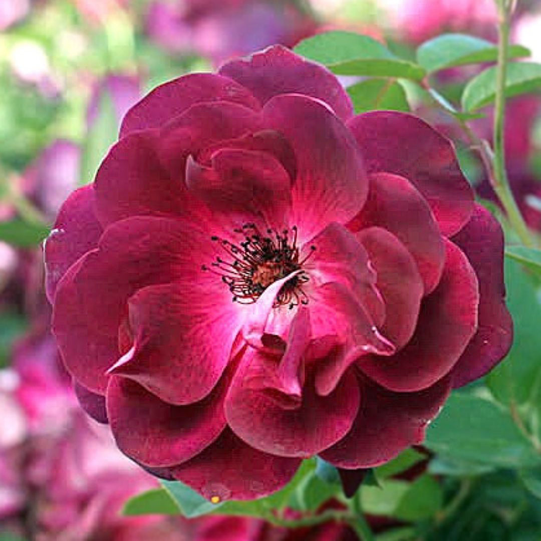 Burgundy Ice deep purple Floribunda rose flower close-up