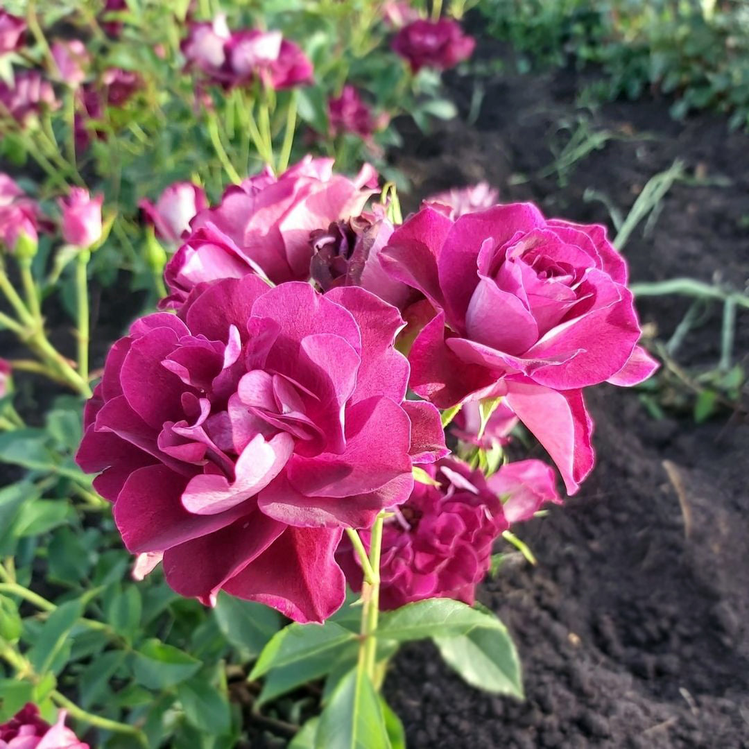 Burgundy Ice Floribunda rose with purple burgundy flower cluster