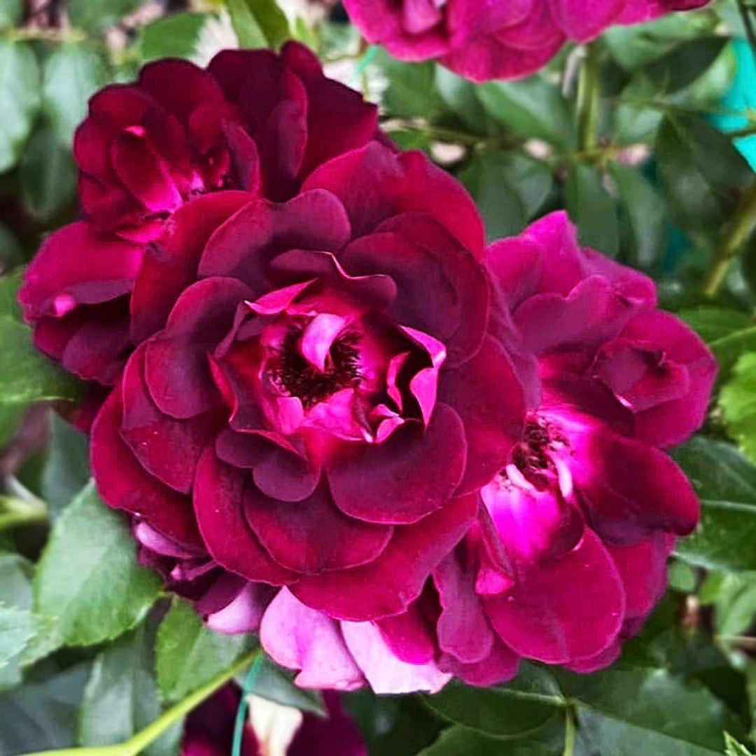 Burgundy Ice rose with rich burgundy purple blooms