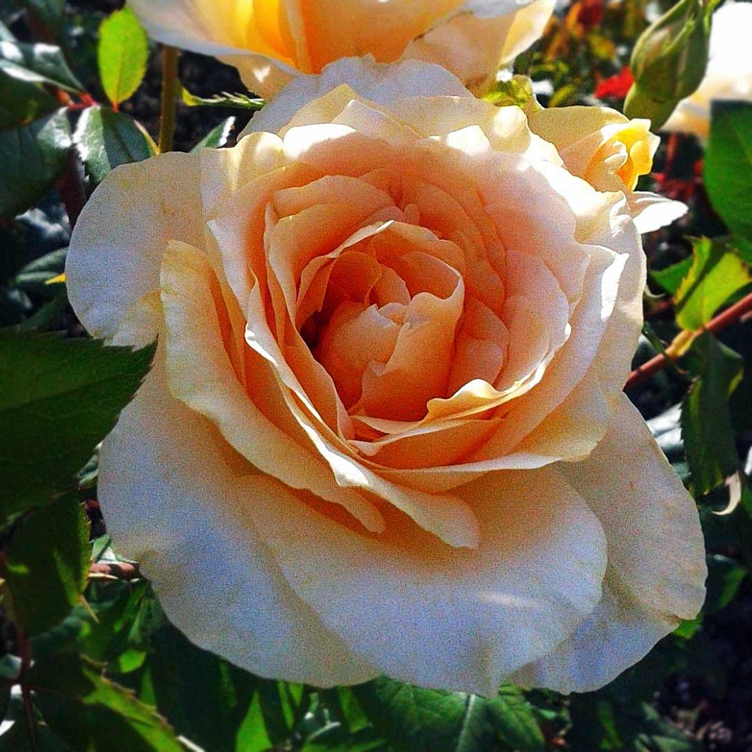 Casanova apricot cream Hybrid Tea rose flower