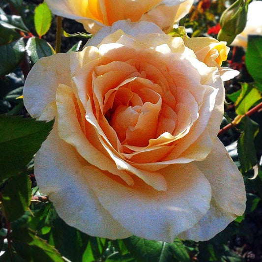 Casanova apricot cream Hybrid Tea rose flower