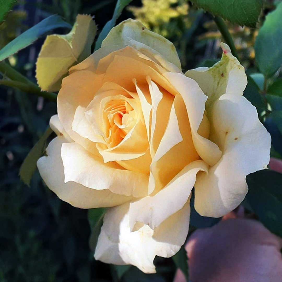 Casanova rose with apricot cream flower close-up