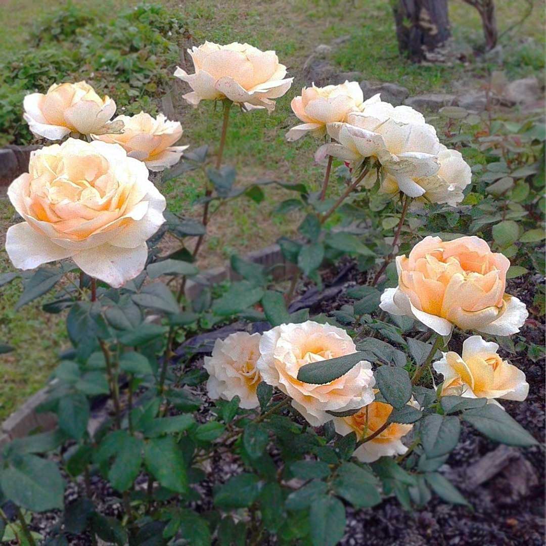 Casanova rose bush with apricot cream flowers