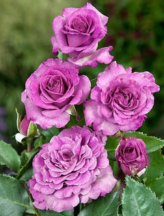 Purple hybrid tea rose Eminence in bloom