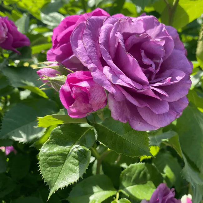 Rose Eminence fragrant hybrid tea rose flower