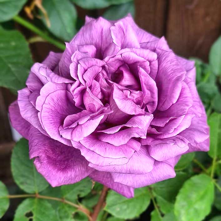 Fragrant Rose Eminence with lavender purple flower
