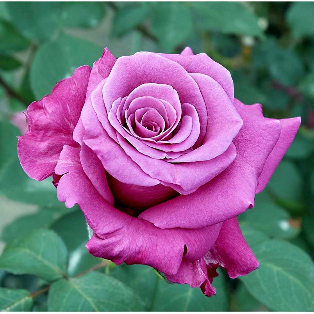 Purple Hybrid Tea Rose Eminence in bloom